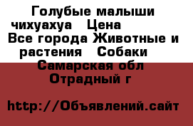 Голубые малыши чихуахуа › Цена ­ 25 000 - Все города Животные и растения » Собаки   . Самарская обл.,Отрадный г.